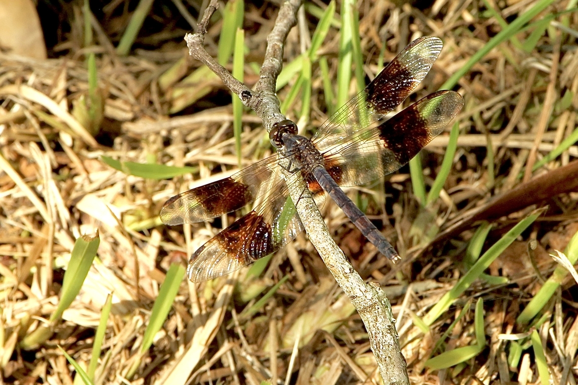 Band-winged dragonet - Erythrodiplax umbrata  Band-winged dragonlet,Eamw dragonflies,Erythrodiplax umbrata,Florida,Geotagged,Summer,United States