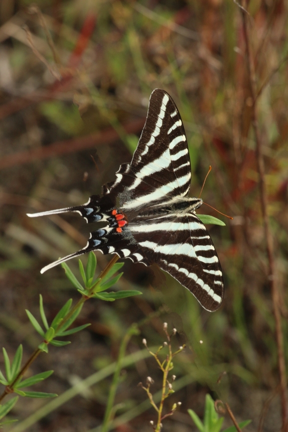 Zebra Swallowtail - Eurytides marcellus  Eamw butterflies,Florida,Geotagged,Protographium marcellus,Summer,United States,Zebra swallowtail