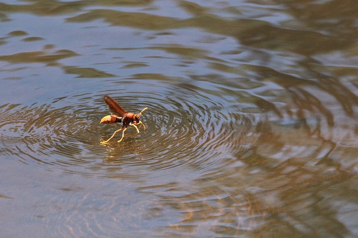 Paper wasp - genus Polistes On a very hot day observed this wasp prively landing on the water surface to have a drink. Australia,Eamw wasps,East Kurrajong NSW,Geotagged,Spring