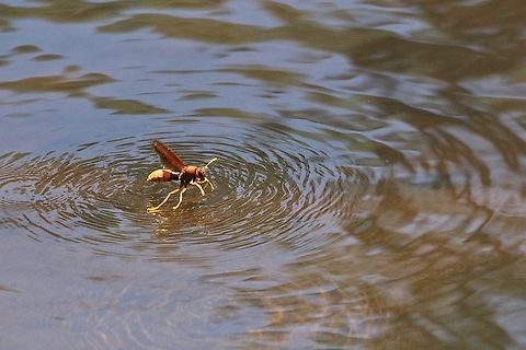 Paper wasp - genus Polistes On a very hot day observed this wasp prively landing on the water surface to have a drink. Australia,Eamw wasps,East Kurrajong NSW,Geotagged,Spring