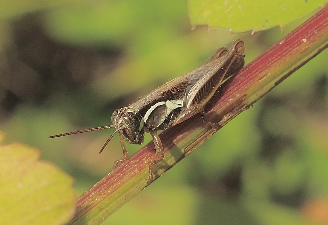 Atlantic Grasshopper - Paroxya atlantica  Atlantic Grasshopper,Eamw grasshoppers,Florida,Geotagged,Paroxya atlantica,Summer,United States