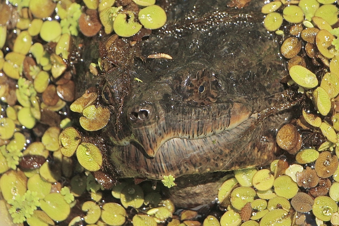 Common snapping turtle - Chelydra serpentina Only the head showing as it was checking me out. Chelydra serpentina,Common snapping turtle,Eamw turtles,Florida,Geotagged,Summer,United States
