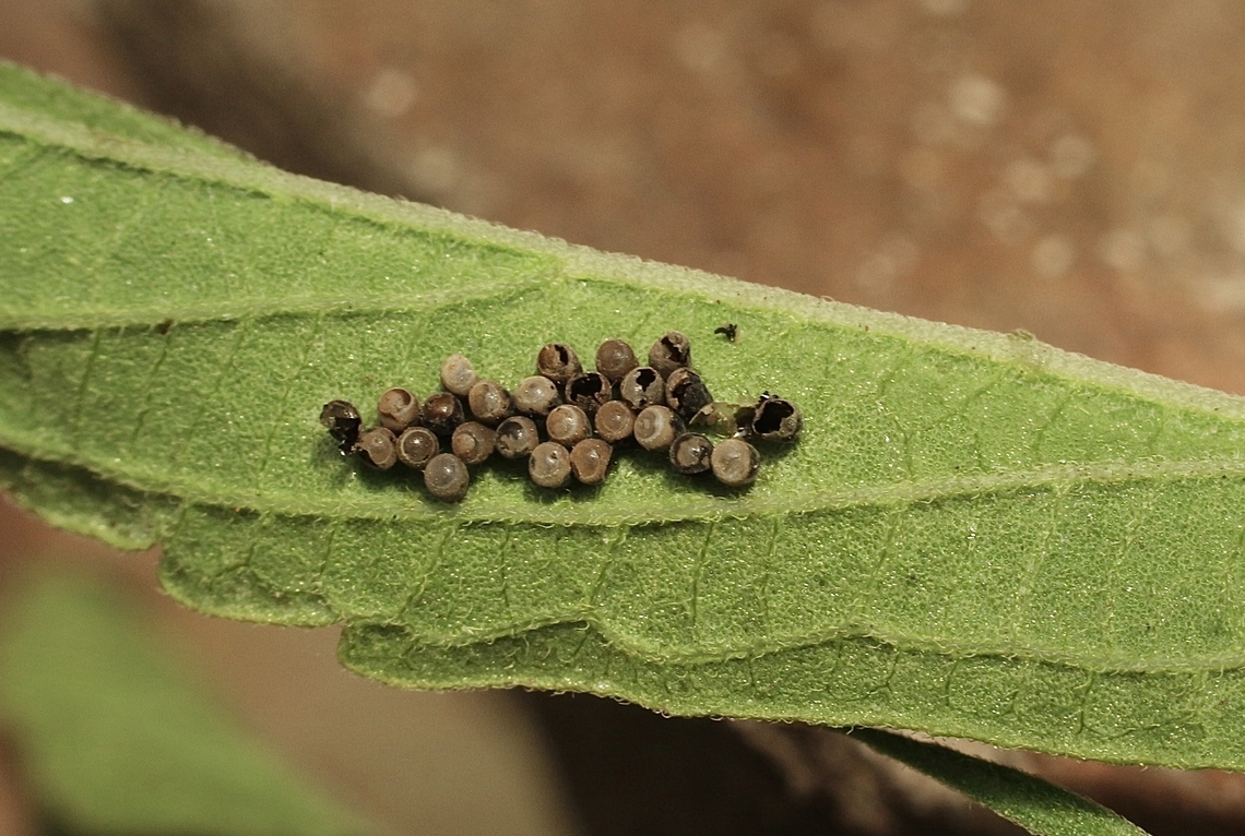 Eggs deposited on a leaf by Horehound bug - Agonoscelis rutila Some eggs have already hatched. Agonoscelis rutila,Australia,Eamw stink bugs,Encounter Bay SA,Geotagged,Horehound bug,Summer