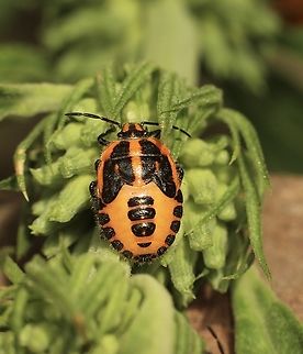 Horehound bug Looks like 3rd or 4th instar  Agonoscelis rutila,Australia,Eamw stink bugs,Encounter Bay SA,Geotagged,Horehound bug,Summer,Winter
