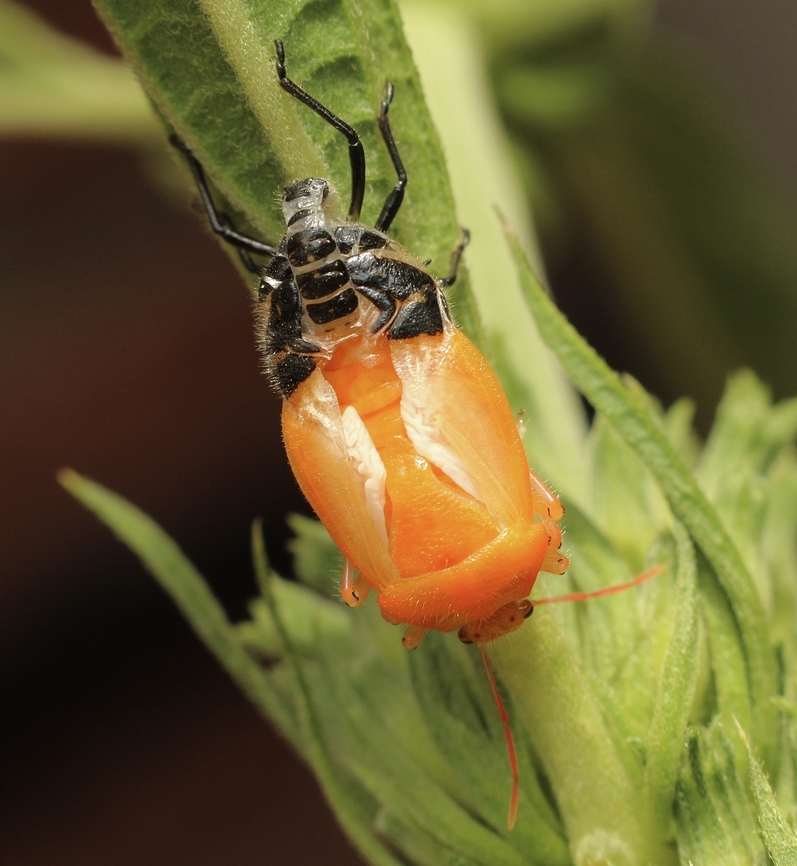 Horehound bug - Agonoscelis rutila Emerging from its last in star skin as an adult. The adult coloration becomes apearant once the exoskeleton hardens. Agonoscelis rutila,Australia,Eamw stink bugs,Encounter Bay SA,Geotagged,Horehound bug,Summer