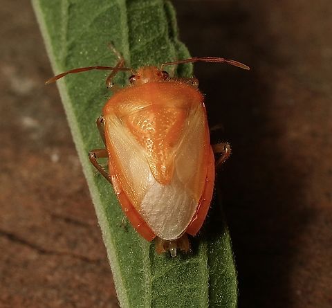 Horehound bug - Agonoscelis rutila Just emerged as a fresh adult but not jet colored. Agonoscelis rutila,Eamw stink bugs,Encounter Bay SA,Horehound bug