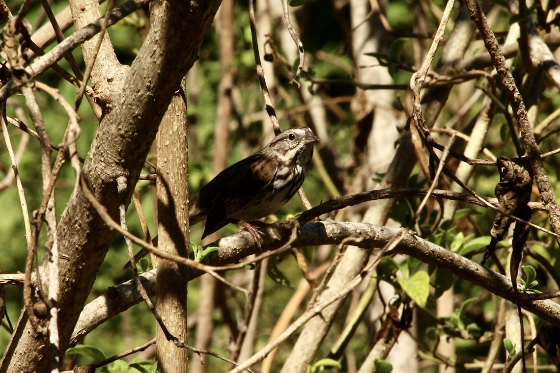 Song Sparrow - Melospiza melodia Observed in a domestic garden  Anaheim USA,Eamw birds,Fall,Geotagged,Melospiza melodia,Song Sparrow,United States
