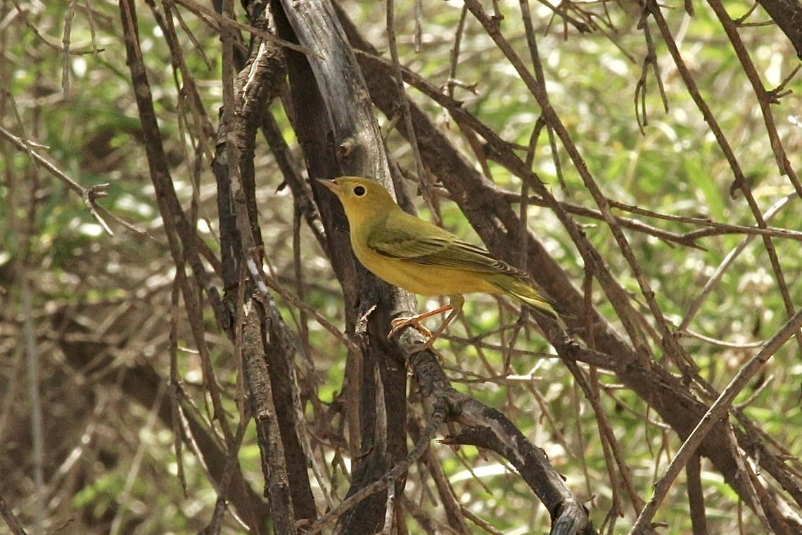 Yellow Warbler - Setophaga petechia Observed in a domestic garden. Fall,Geotagged,Setophaga petechia,United States,Yellow Warbler