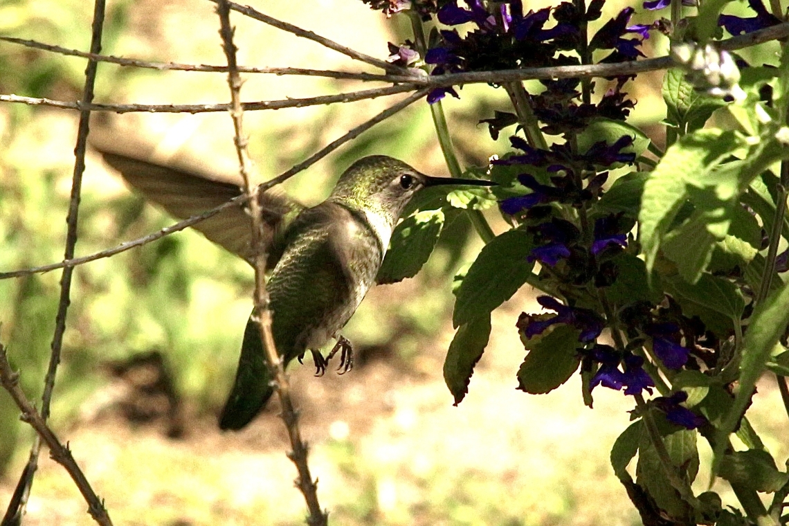 Unidentified species of hummingbird Observed in a domestic garden. Anaheim USA,Annas hummingbird,Calypte anna,Eamw birds,Fall,Geotagged,United States