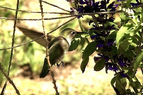 Unidentified species of hummingbird Observed in a domestic garden. Anaheim USA,Annas hummingbird,Calypte anna,Eamw birds,Fall,Geotagged,United States