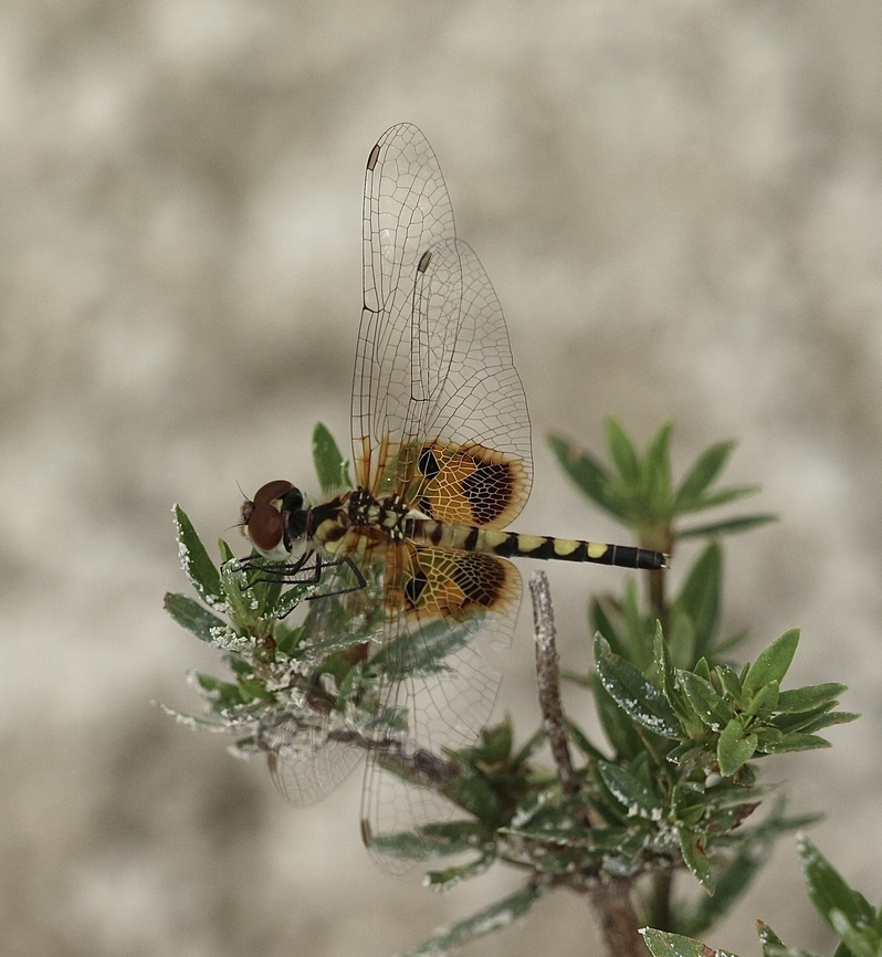 Martha's Pennant - Celithemis martha  Celithemis martha,Eamw dragonflies,Florida,Geotagged,Summer,United States