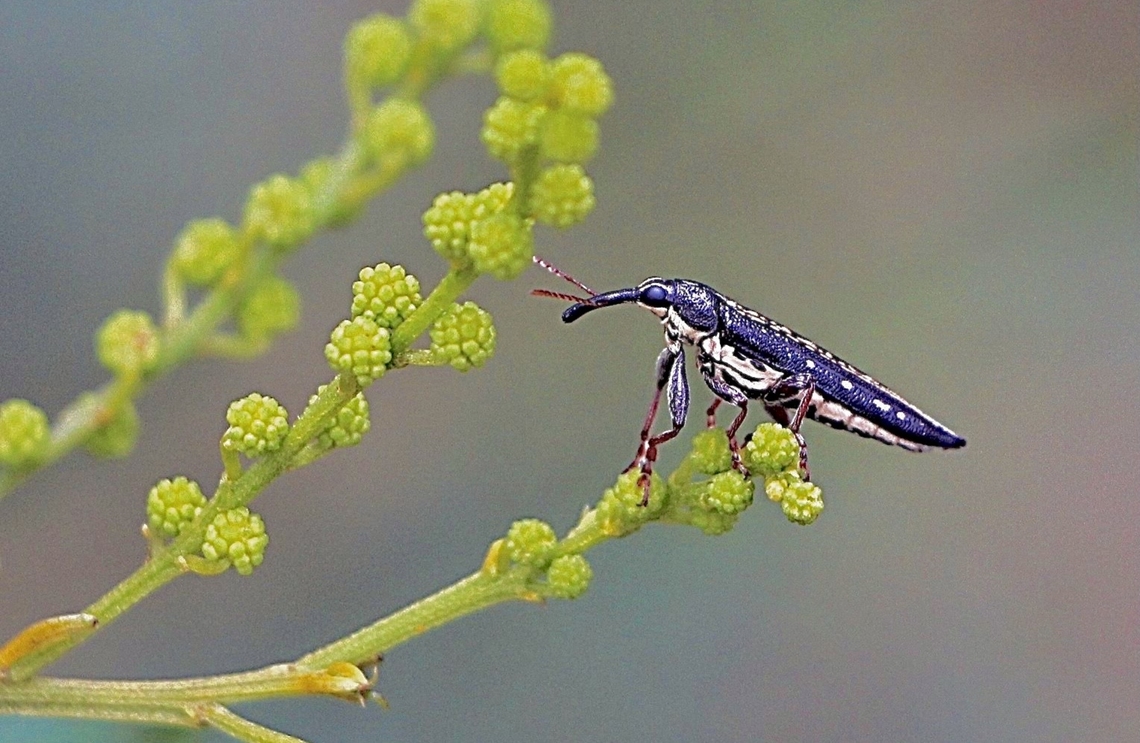 Rhinotia lineata  Australia,Eamw weevils,Geotagged,Rhinotia lineata,Spring,Wallsend NSW