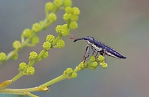 Rhinotia lineata  Australia,Eamw weevils,Geotagged,Rhinotia lineata,Spring,Wallsend NSW