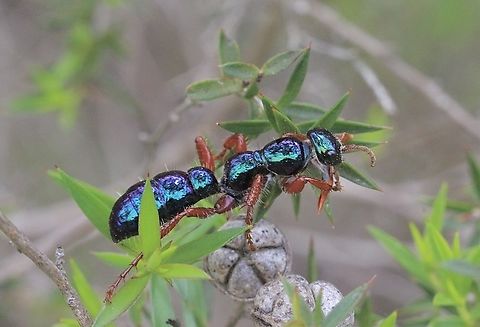 Blue ant - Diamma bicolor  Australia,Blue ant,Diamma bicolor,Eamw wasps,Geotagged,Goon Nure VIC,Spring