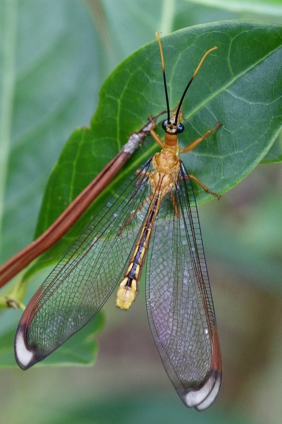 Nymphes myrmeleonides  Australia,Eamw lacewings,Geotagged,Karana Downs Qld,Nymphes myrmeleonides,Summer