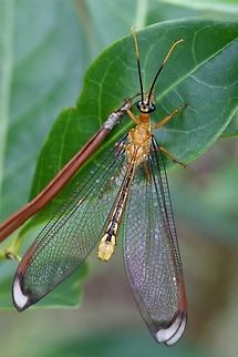 Nymphes myrmeleonides  Australia,Eamw lacewings,Geotagged,Karana Downs Qld,Nymphes myrmeleonides,Summer