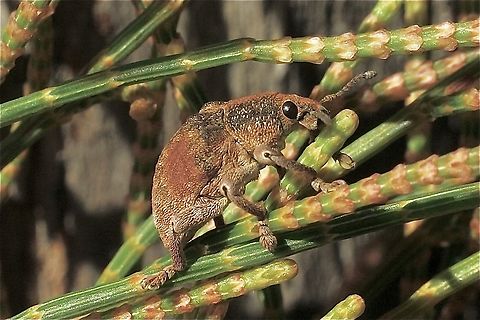 Eucalyptus snout weevil - Gonipterus platensis  Australia,Eamw weevils,Fall,Geotagged,Gonipterus platensis,Mount Billy Conservation Park
