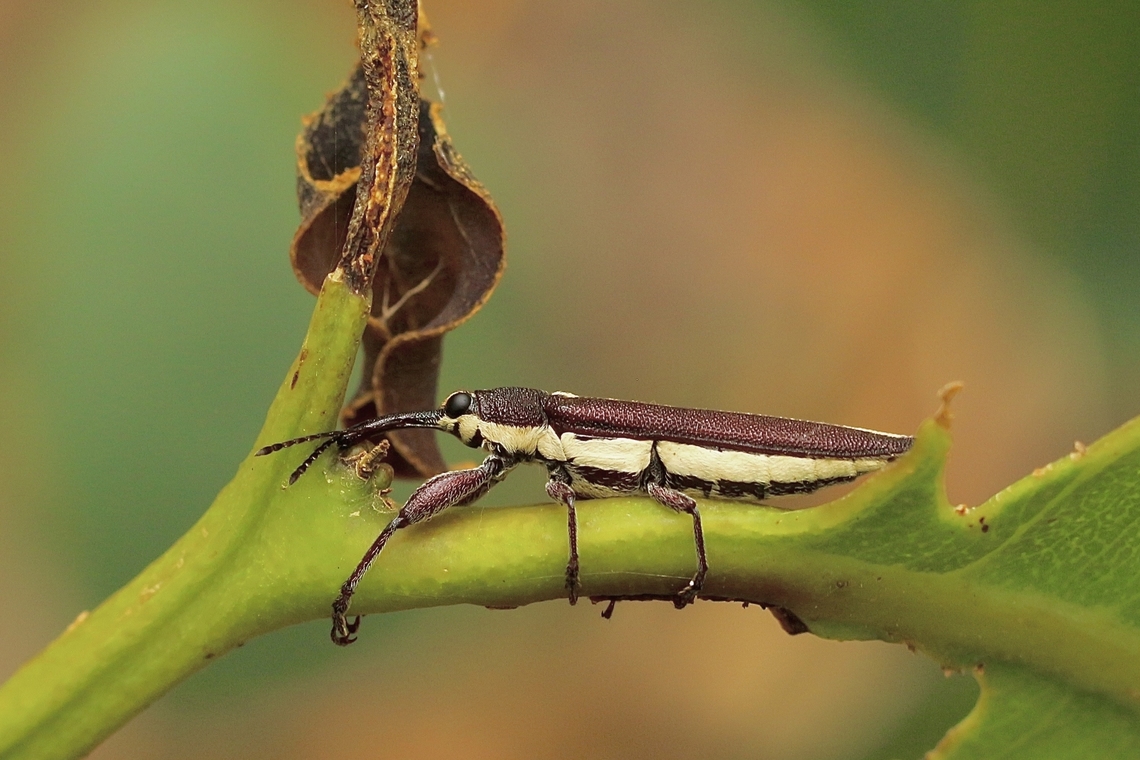 Rhinotia suturalis  Australia,Eamw weevils,Geotagged,Kyeema Conservation Park,Rhinotia suturalis,Summer,Sutural Belid Weevil