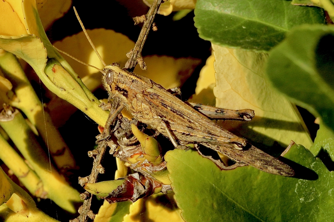 Gray Bird Grasshopper - Schistocerca nitens  Anaheim USA,Eamw grasshoppers,Geotagged,Gray Bird Grasshopper,Schistocerca nitens,United States,Winter