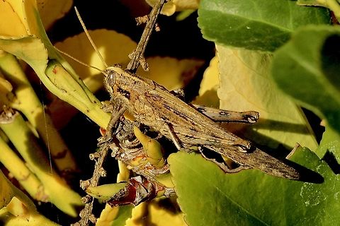 Gray Bird Grasshopper - Schistocerca nitens  Anaheim USA,Eamw grasshoppers,Geotagged,Gray Bird Grasshopper,Schistocerca nitens,United States,Winter