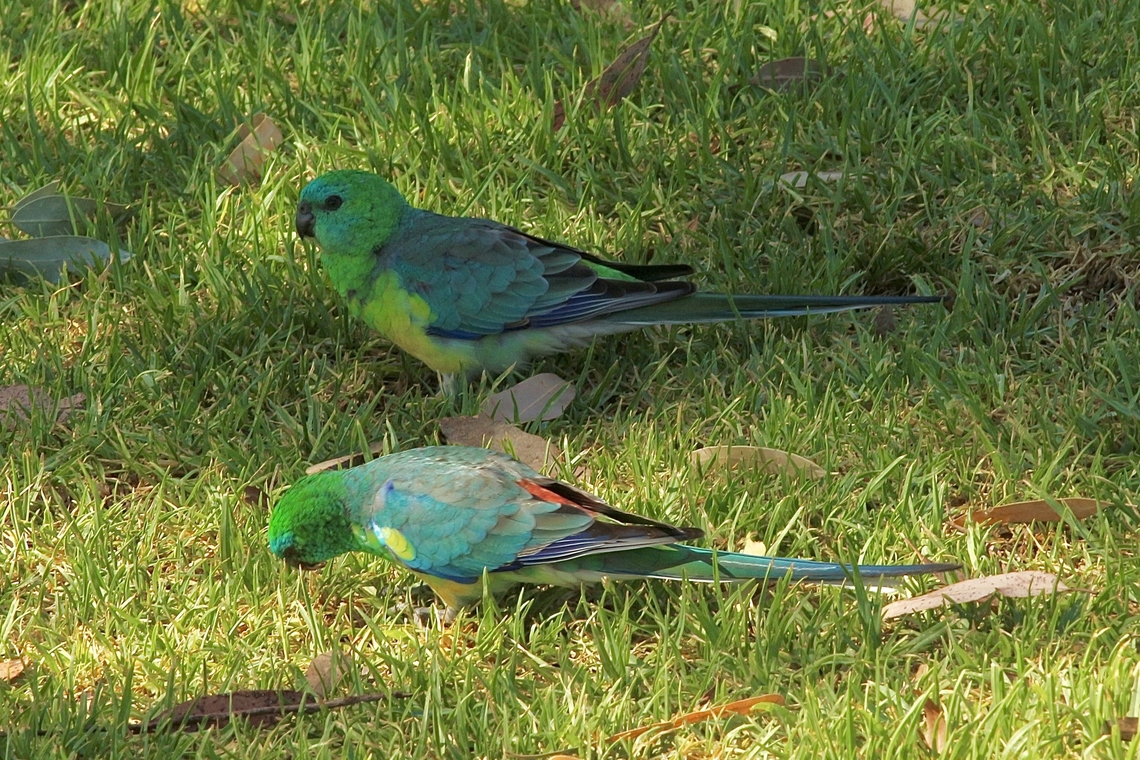 Red-rumped Parrot - Psephotus haematonotus Female on top and male at the bottom.Feeding on grass shoots. Australia,Eamw birds,Geotagged,Keith SA,Psephotus haematonotus,Red-rumped parrot,Summer