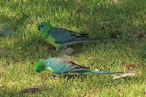 Red-rumped Parrot - Psephotus haematonotus Female on top and male at the bottom.Feeding on grass shoots. Australia,Eamw birds,Geotagged,Keith SA,Psephotus haematonotus,Red-rumped parrot,Summer