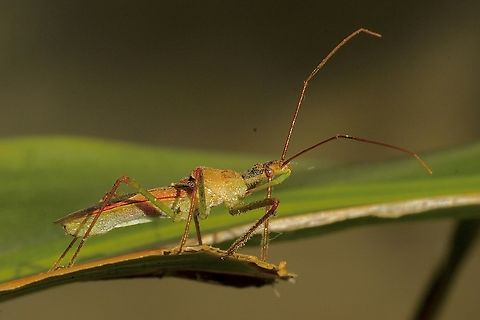 Pale Green Assassin Bug - Zelus luridus Observed in a domestic garden. Anaheim USA,Eamw assassin bugs,Geotagged,Pale Green Assassin Bug,United States,Winter,Zelus luridus