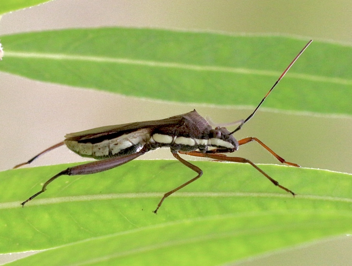 Riptortus serripes  Australia,Broad headed bug,Geotagged,Karana Downs Qld,Riptortus serripes,Summer