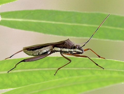 Riptortus serripes  Australia,Broad headed bug,Geotagged,Karana Downs Qld,Riptortus serripes,Summer