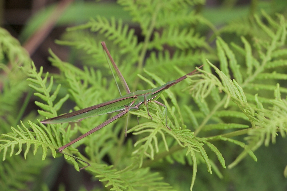 Giant green slant face - Acrida conica  Acrida conica,Australia,Eamw grasshoppers,Geotagged,Giant green slantface,NSW Tea Gardens,Summer