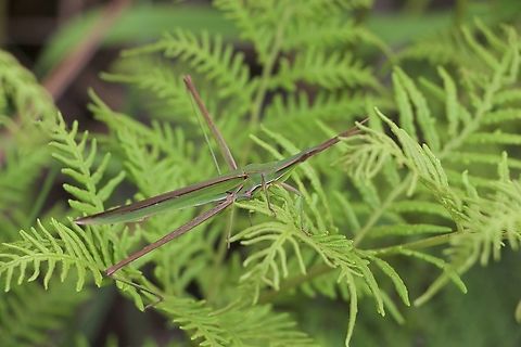 Giant green slant face - Acrida conica  Acrida conica,Australia,Eamw grasshoppers,Geotagged,Giant green slantface,NSW Tea Gardens,Summer