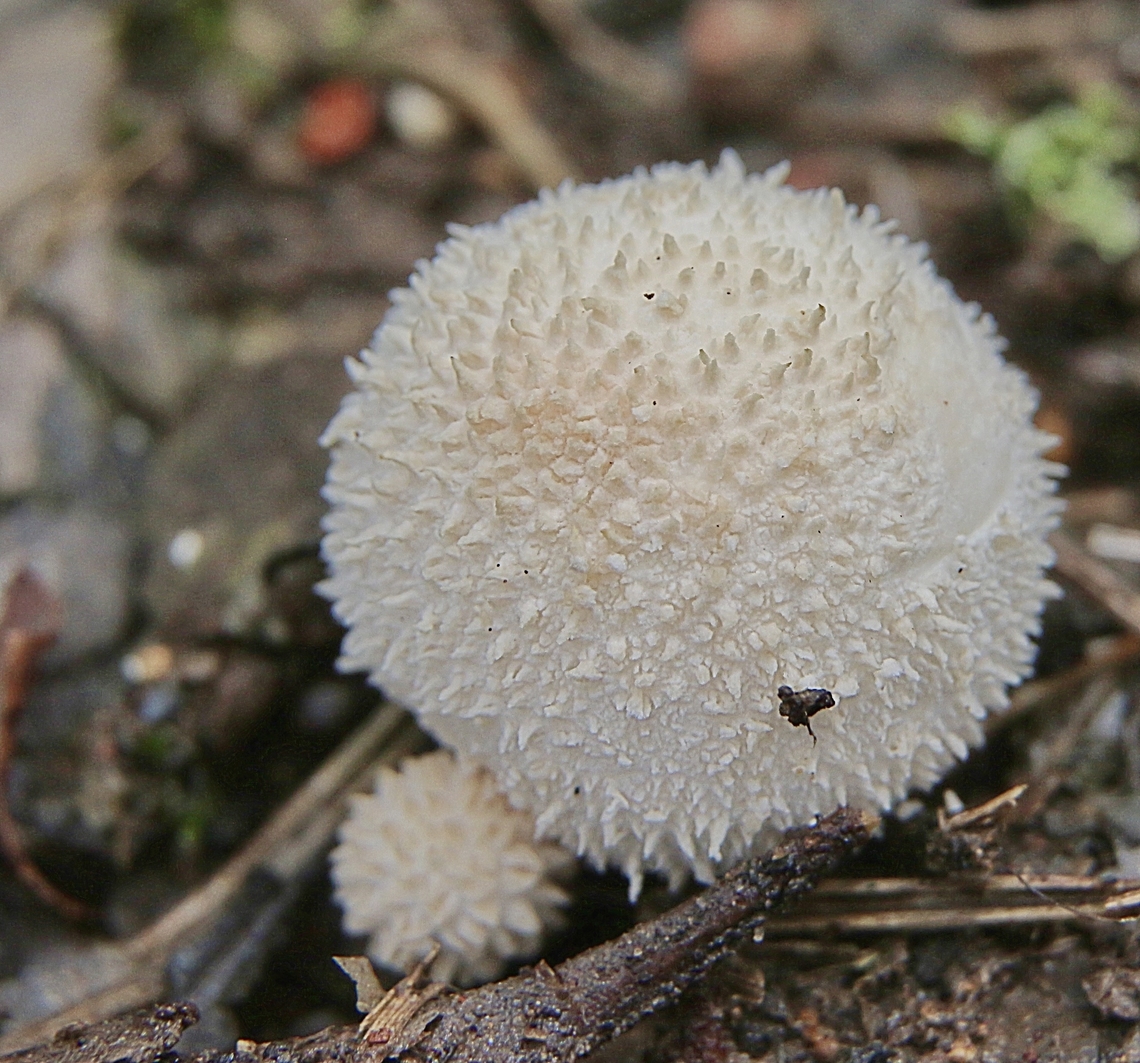 Common Puffball - Lycoperdon perlatum  Australia,Common puffball,Eamw fungi,Geotagged,Lycoperdon perlatum,NSW Tea Gardens,Summer