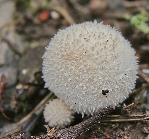 Common Puffball - Lycoperdon perlatum  Australia,Common puffball,Eamw fungi,Geotagged,Lycoperdon perlatum,NSW Tea Gardens,Summer