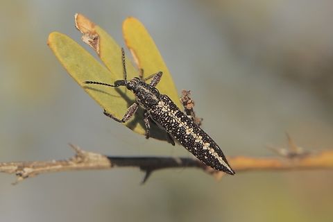 Rhinotia lineata  Australia,Eamw weevils,Geotagged,Quorn SA,Rhinotia lineata,Spring