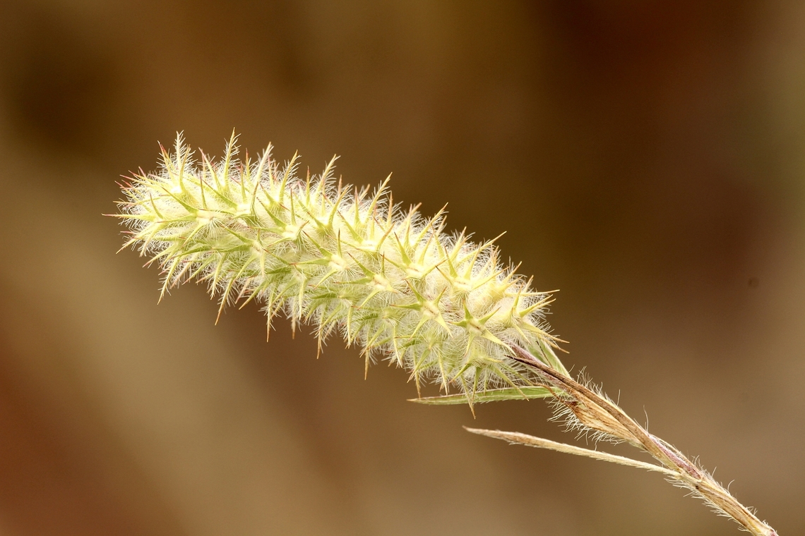 Narrowleaf crimson clover - Trifolium angustifolium  Australia,Eamw flora,Geotagged,Narrowleaf crimson clover,Quorn SA,Spring,Trifolium angustifolium