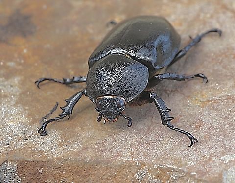 Common rhinoceros beetle - Xylotrupes ulysses. ( female )  Australia,Eamw beetles,Elephant beetle,Geotagged,NSW Tea Gardens,Summer,Xylotrupes ulysses