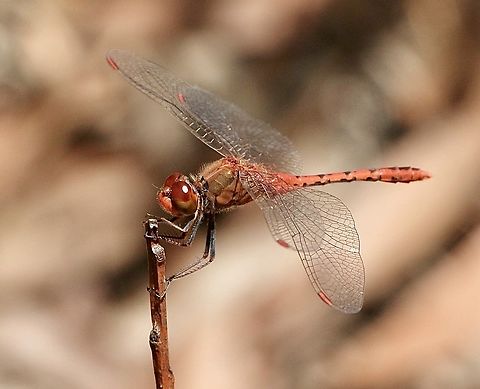 Wandering Percher - Diplacodes bipunctata  Australia,Diplacodes bipunctata,Eamw dragonflies,Geotagged,NSW Tea Gardens,Summer,Wandering Percher