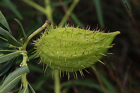 Swan plant - Gomphocarpus physocarpus  Australia,Eamw flora,Geotagged,Gomphocarpus physocarpus,NSW Tea Gardens,Summer