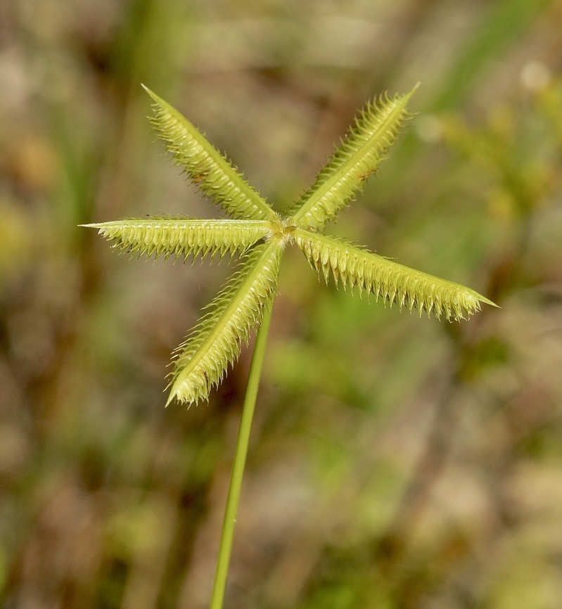 Durban Crowfoot - Dactyloctenium aegyptium  Dactyloctenium aegyptium,Durban Crowfoot,Eamw flora,Geotagged,Orlando,Summer,United States