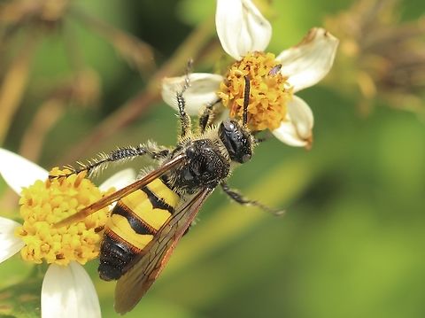 Feather-legged Scoliid Wasp - Dielis plumipes  Dielis plumipes,Eamw wasps,Feather-legged Scoliid Wasp,Florida,Geotagged,United States,Winter