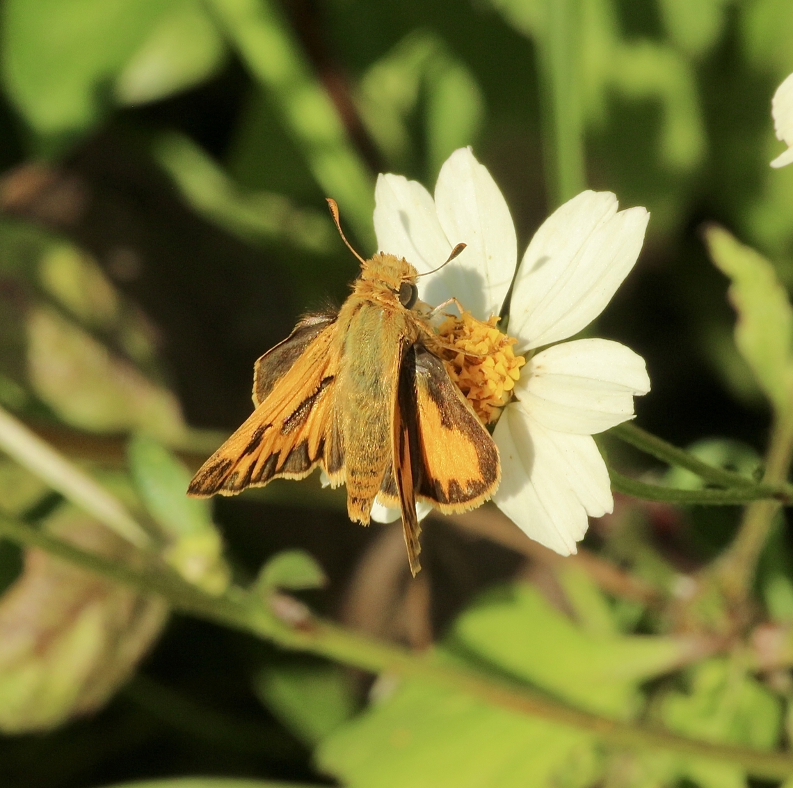 Fiery Skipper - Hylephila phyleus  Eamw butterflies,Fiery Skipper,Geotagged,Hylephila phyleus,Orlando,United States,Winter,eamw skippers