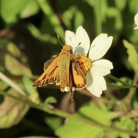 Fiery Skipper - Hylephila phyleus  Eamw butterflies,Fiery Skipper,Geotagged,Hylephila phyleus,Orlando,United States,Winter,eamw skippers