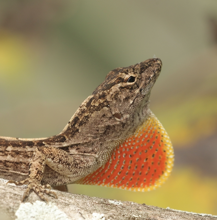 Brown Anole - Anolis sagrei  Anolis sagrei,Brown anole,Eamw reptiles,Geotagged,Orlando,United States,Winter