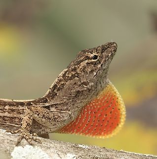 Brown Anole - Anolis sagrei  Anolis sagrei,Brown anole,Eamw reptiles,Geotagged,Orlando,United States,Winter