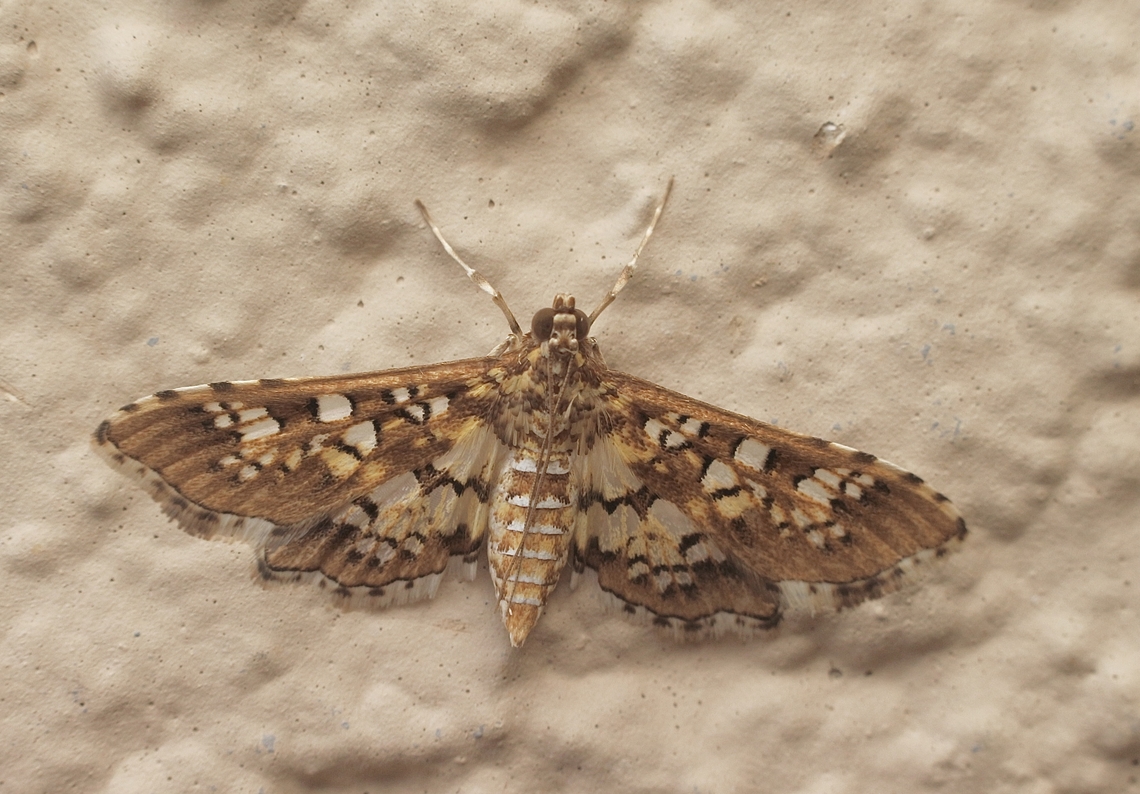 Stained-glass Moth - Samea castellalis  Eamw moth,Florida,Geotagged,Samea ecclesialis,United States,Winter