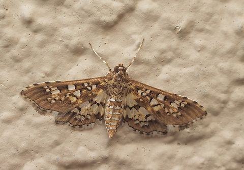 Stained-glass Moth - Samea castellalis  Eamw moth,Florida,Geotagged,Samea ecclesialis,United States,Winter
