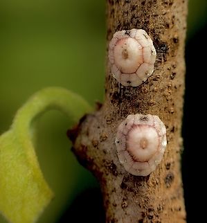 Fig Wax Scale - Ceroplastes rusci  Ceroplastes rusci,Eamw scale insects,Fig wax scale,Florida,Geotagged,United States,Winter