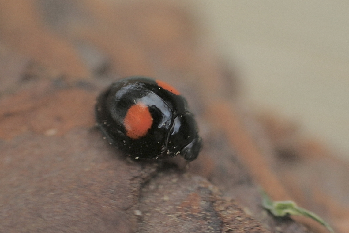 Twice-stabbed Lady Beetle - Chilocorus stigma  Chilocorus stigma,Eamw beetles,Florida,Geotagged,Twice-stabbed lady beetle,United States,Winter