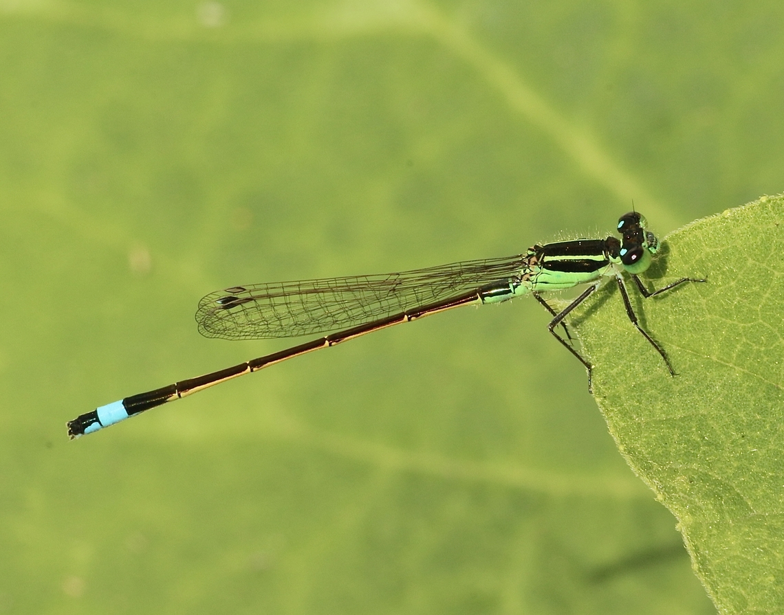Rambur&rsquo;s forktail - Ischnura ramburii  Eamw damselflies,Geotagged,Ischnura ramburii,Orlando,Rambur's forktail,United States,Winter