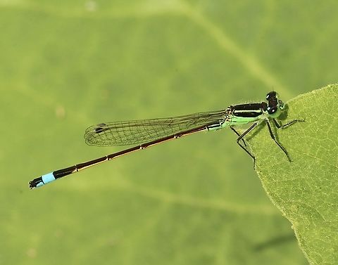 Rambur’s forktail - Ischnura ramburii  Eamw damselflies,Geotagged,Ischnura ramburii,Orlando,Rambur's forktail,United States,Winter